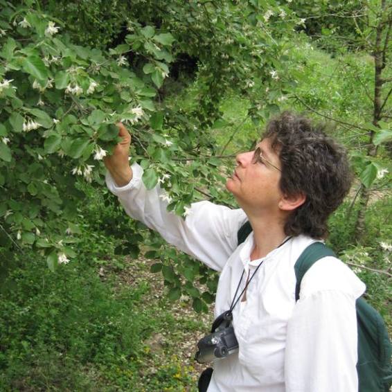 looking at the flowers of a tree